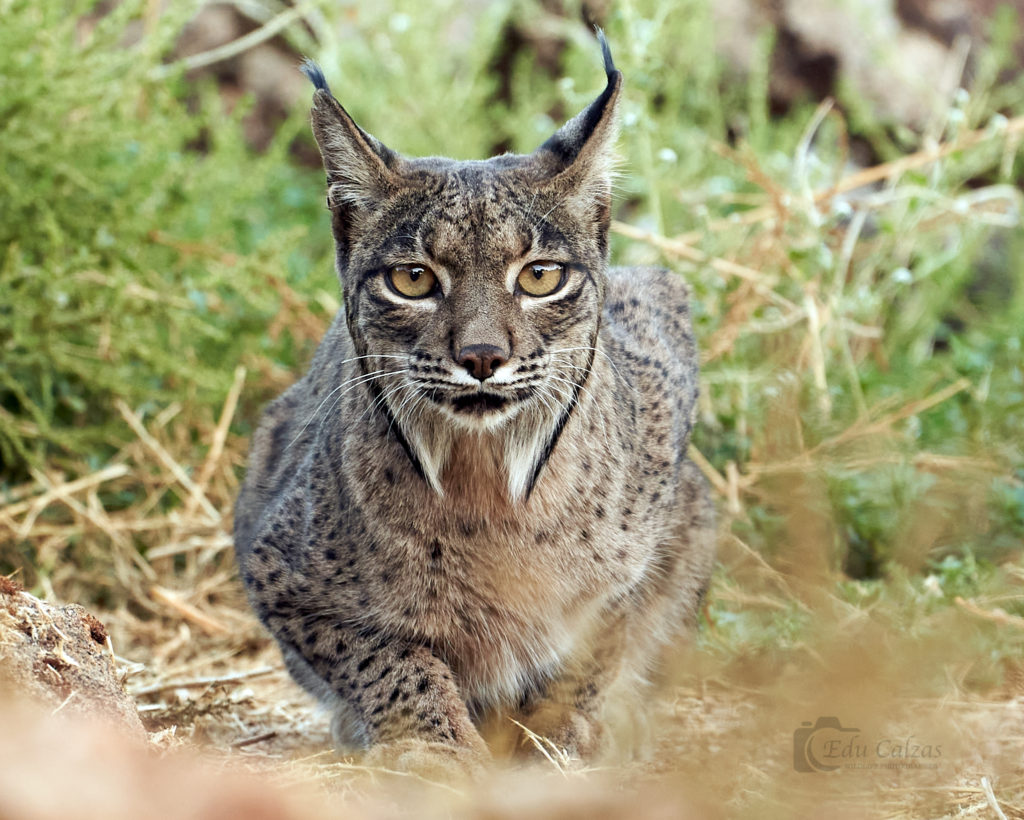 Lince andújar