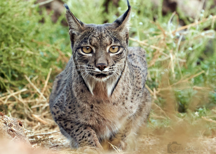 Lince andújar